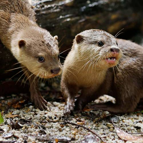  Asian small-clawed otter