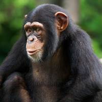 Chimpanzee