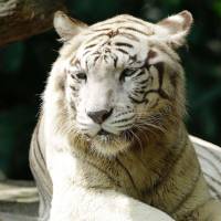 White Tiger