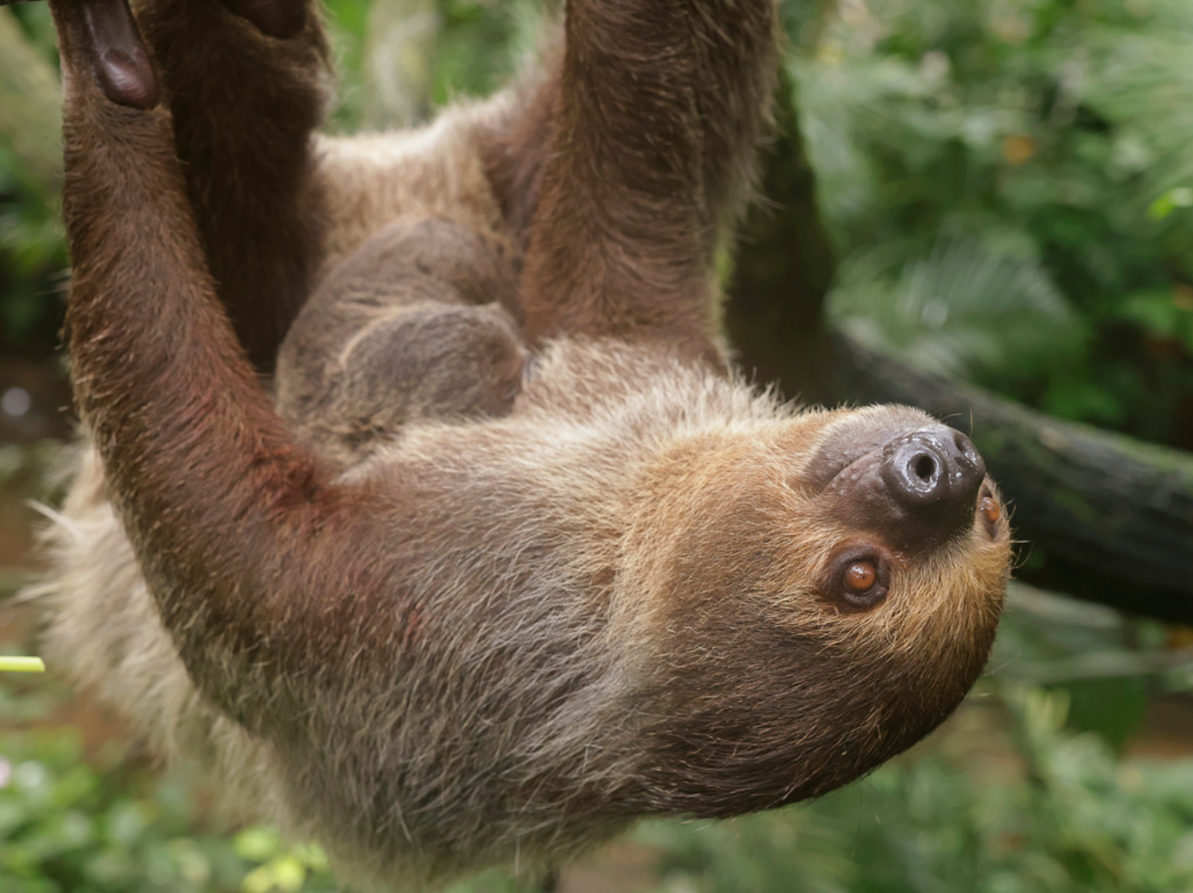 sloth hanging upside down