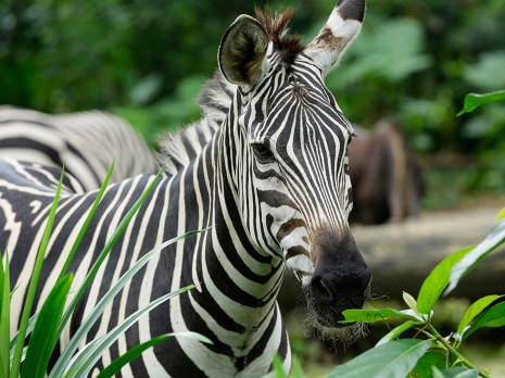 zebra behind grass