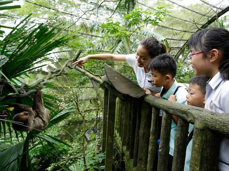 students watching sloth in trees
