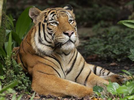 tiger lying on grass