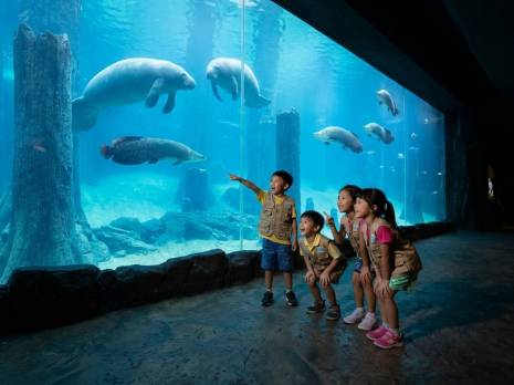 students looking at the manatees