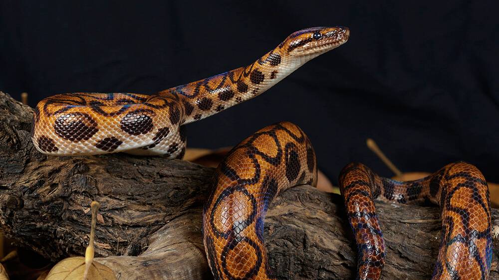 A more in-depth look