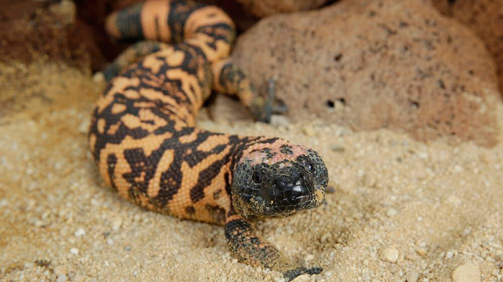 Successful survivors