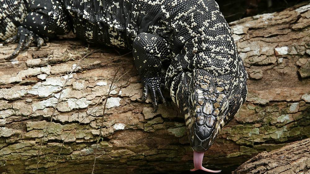 Inter-species harmony