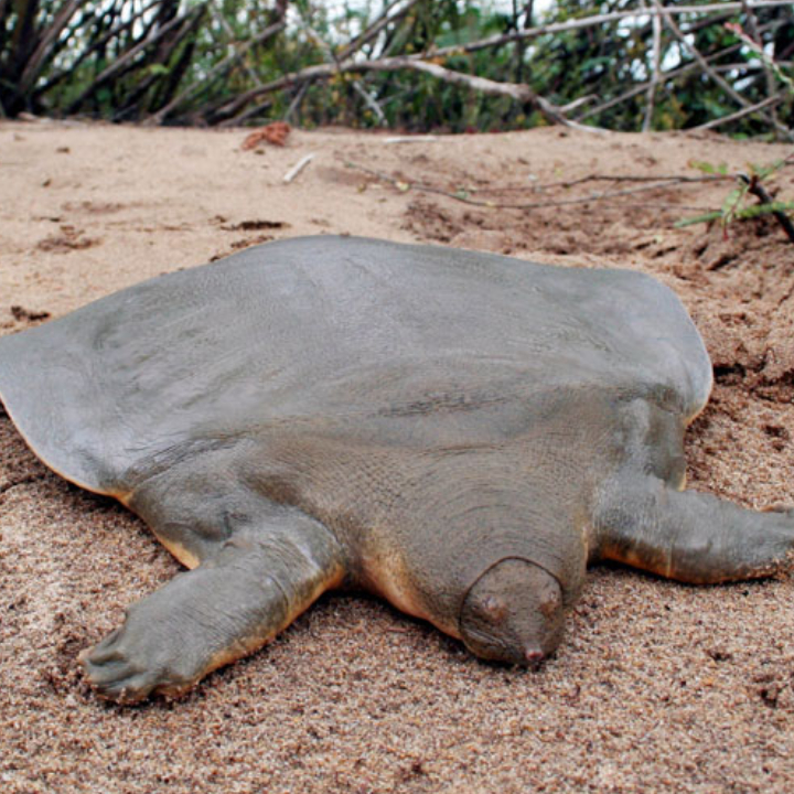 Asian Giant Softshell Turtle