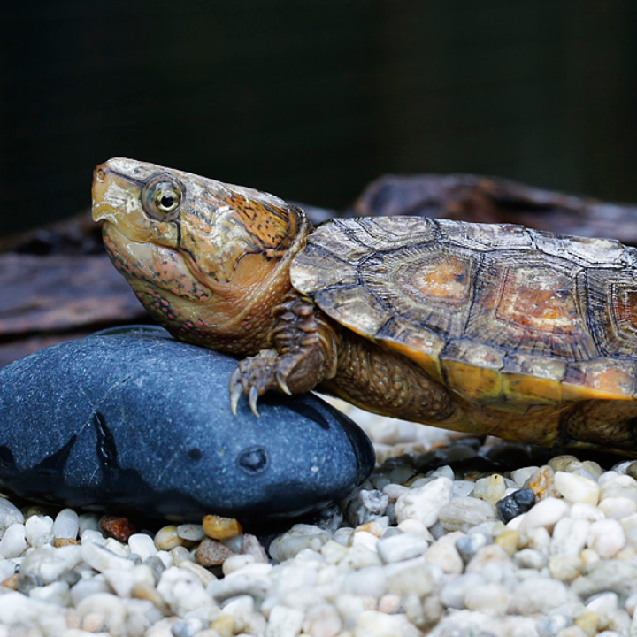 Big-Headed Turtle