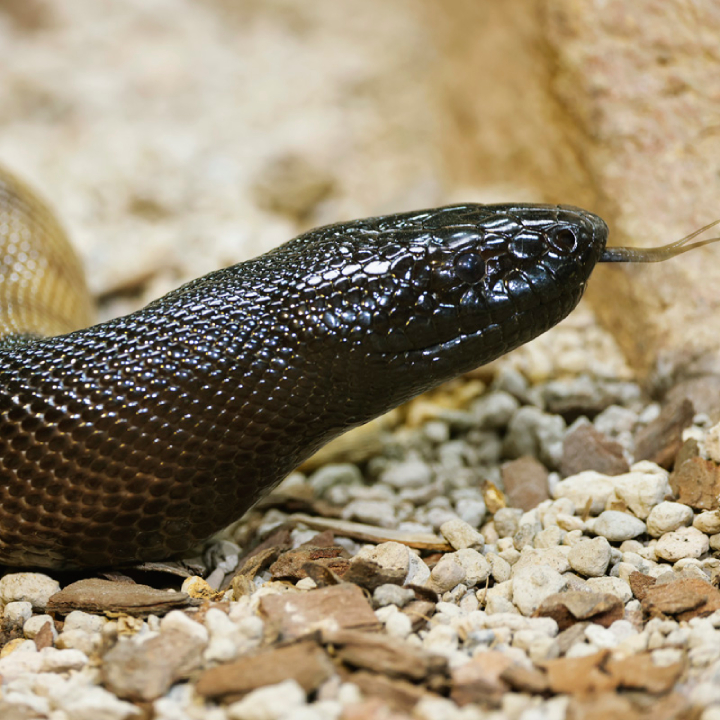 Black-Headed Python