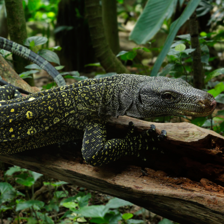 Crocodile Monitor