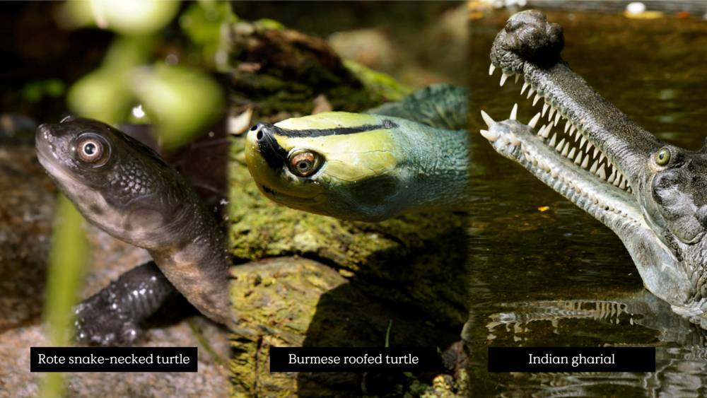 collaged reptiles of reptopia