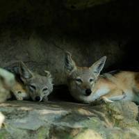 埃塞俄比亚大裂谷