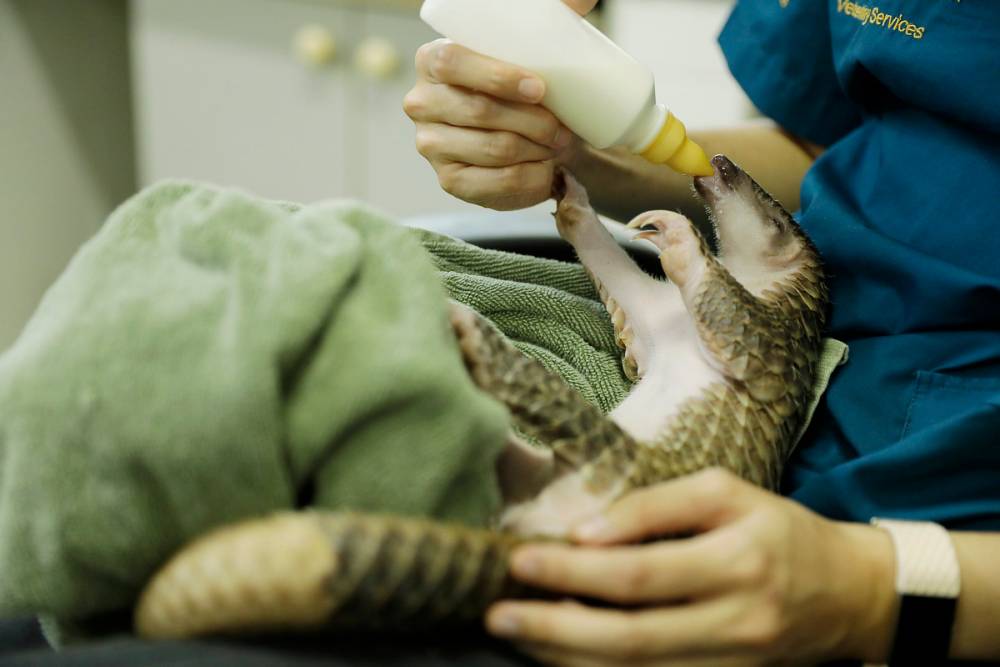 A pangolin being fed by a vet
