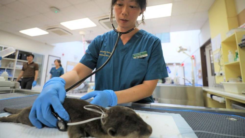Veterinarian checking animal