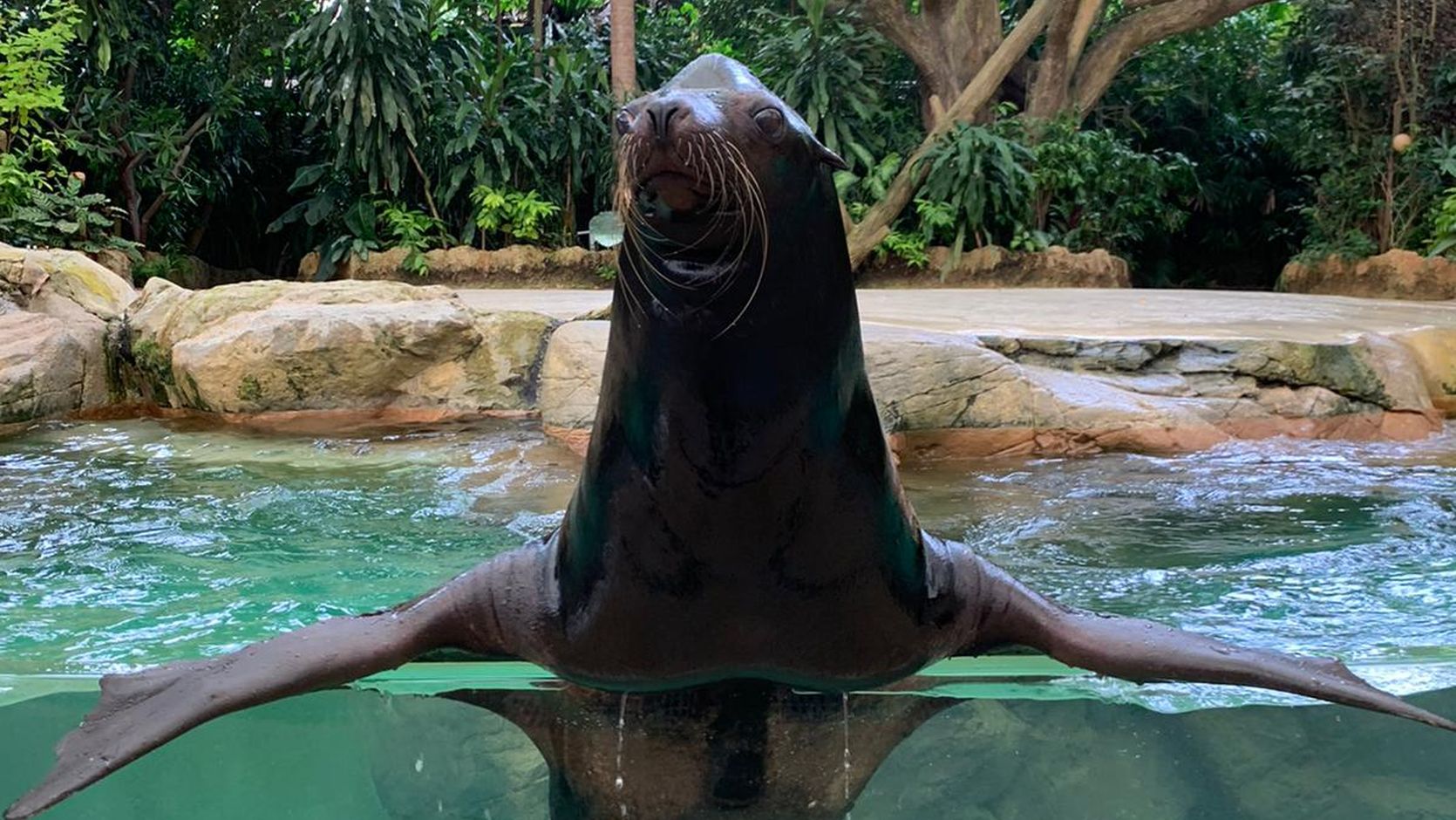 /content/dam/wrs/wrs-corporate/partner-with-us/individual-partnerships/animal-selection/AS8-Sea_Lion_Pedro_1670x940.jpg