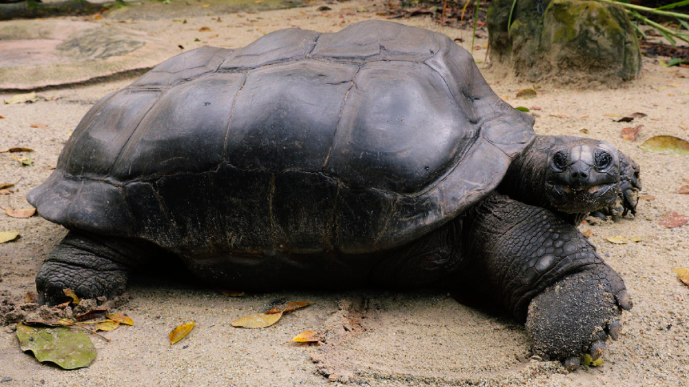 Astove the Aldabra giant tortoise