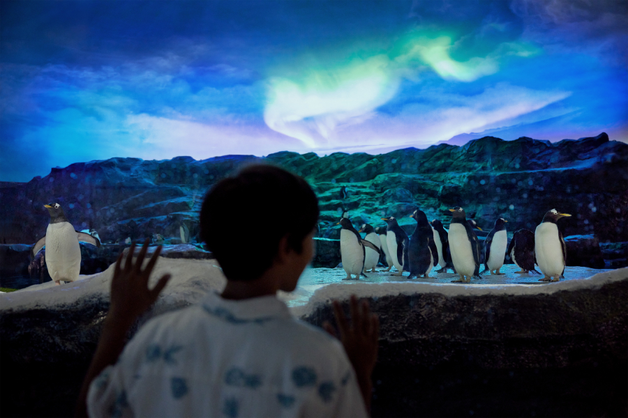 Ocean Network Express Penguin Cove, Bird Paradise