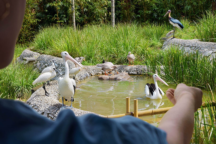 Shorebird feeding
