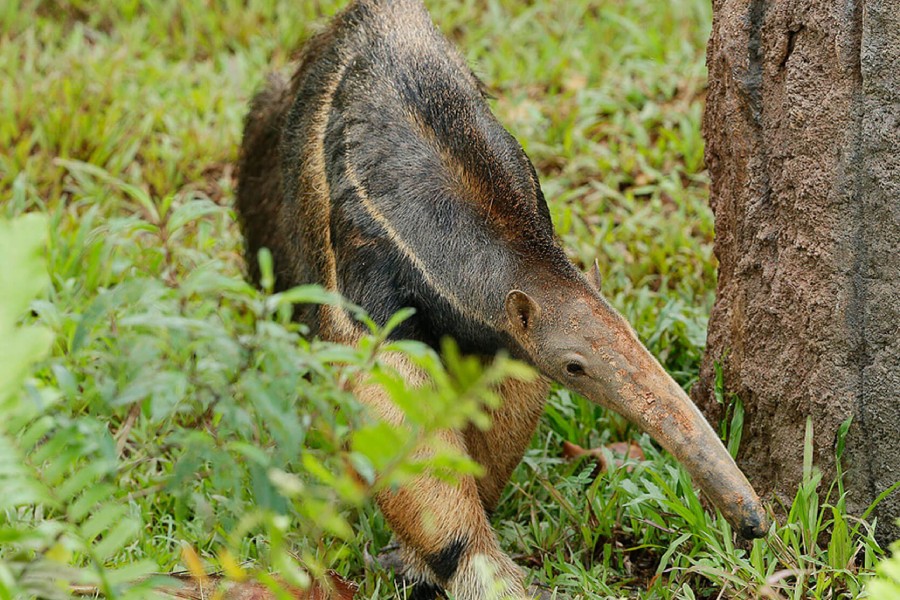 Giant Anteater