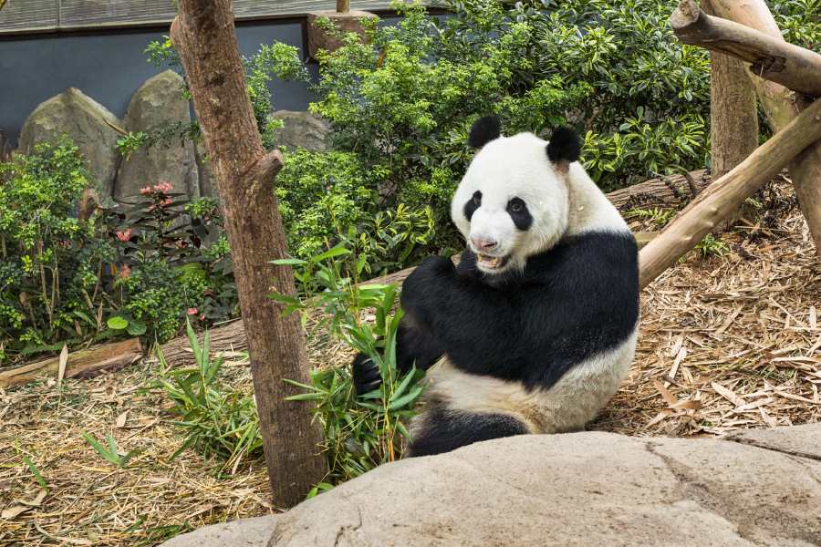 Giant Panda