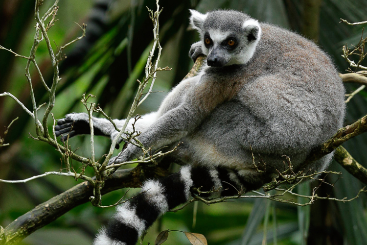 Ring-tailed lemur