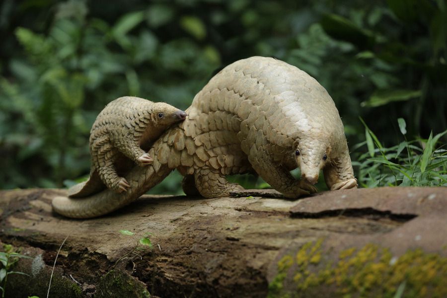 Pangolins