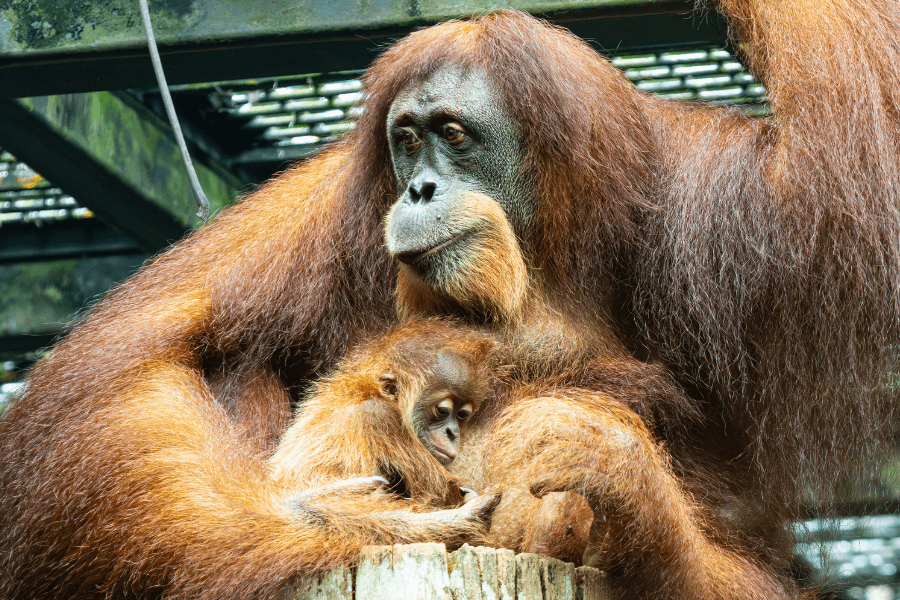 Free-ranging orangutans in their naturalistic habitat at Singapore Zoo