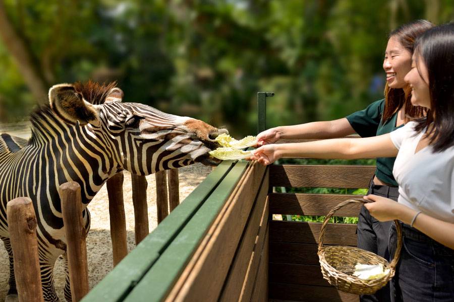 Zebra feeding at Singapore Zoo