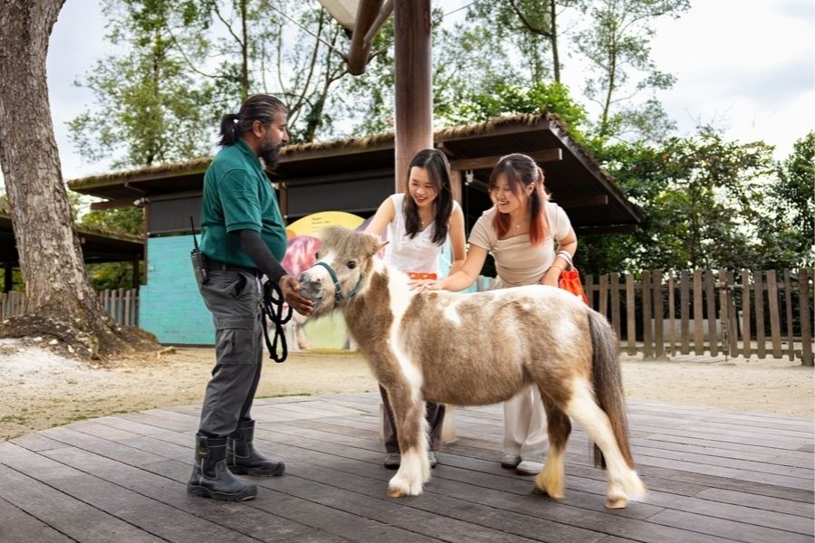 KidzWorld, Singapore Zoo: hands-on care sessions with a gentle Falabella pony