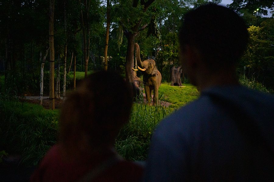 Asian Elephant