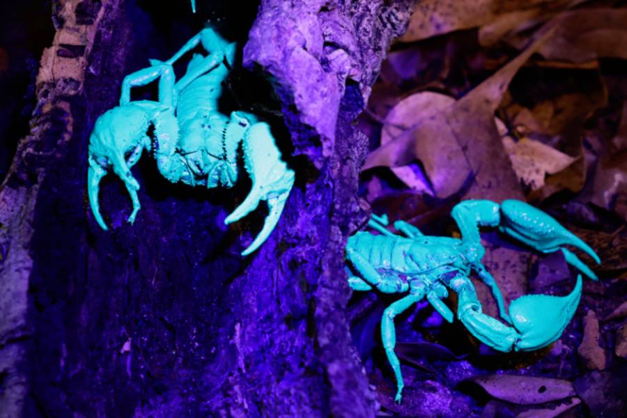 Asian Forest Scorpions