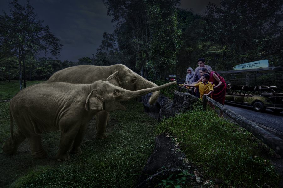 Safari Adventure Tour