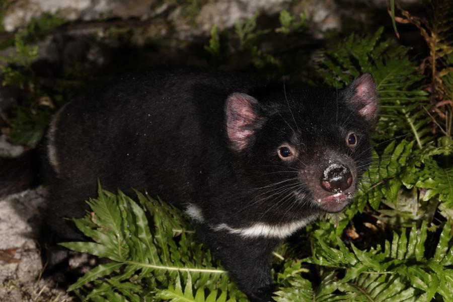 Tasmanian Devil