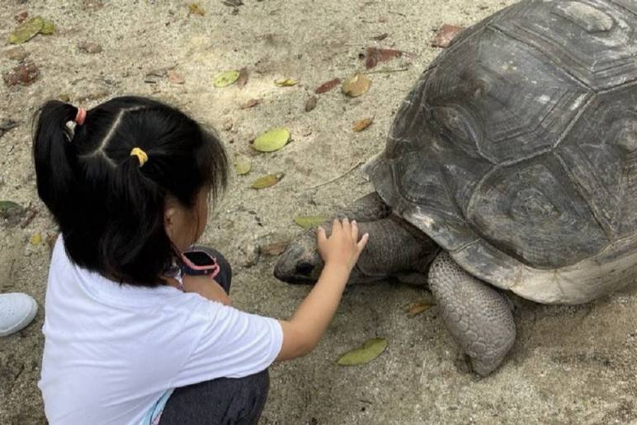 Giant Tortoise Feeding, Singapore Zoo