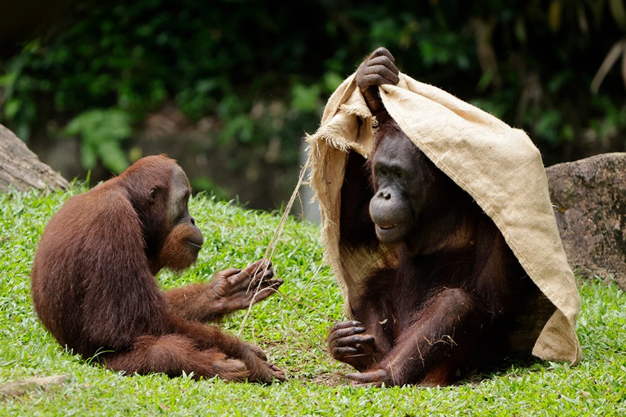 Bornean Orangutans