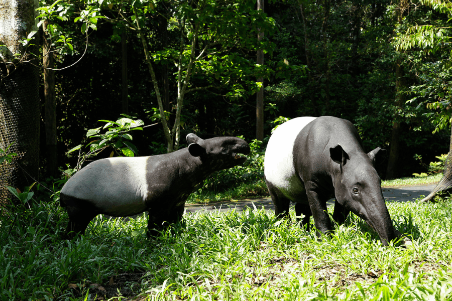 Bayu the Malayan Tapir