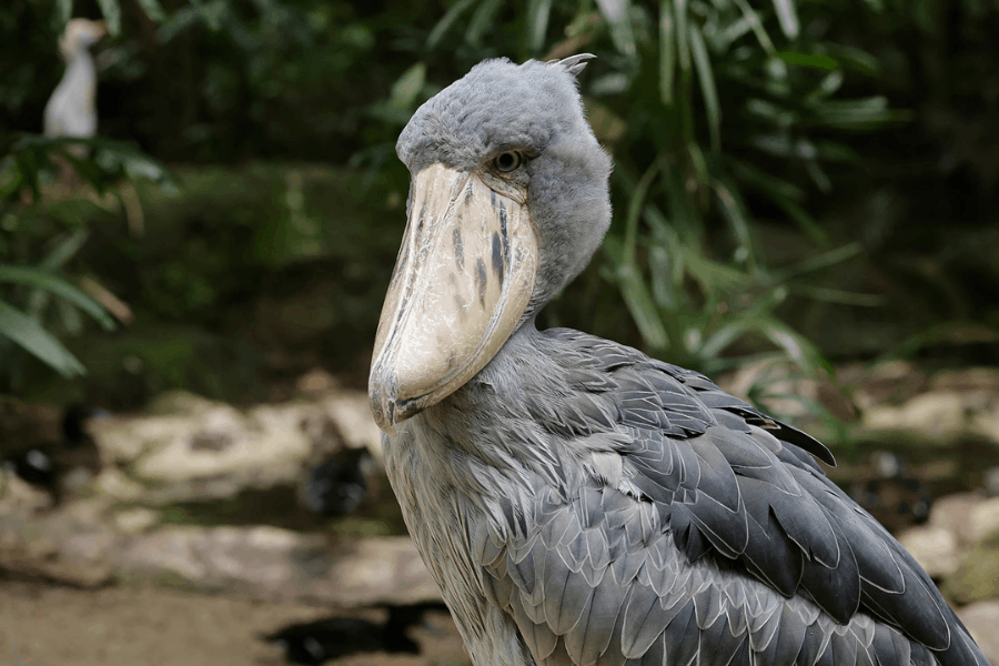 Zane the Shoebill